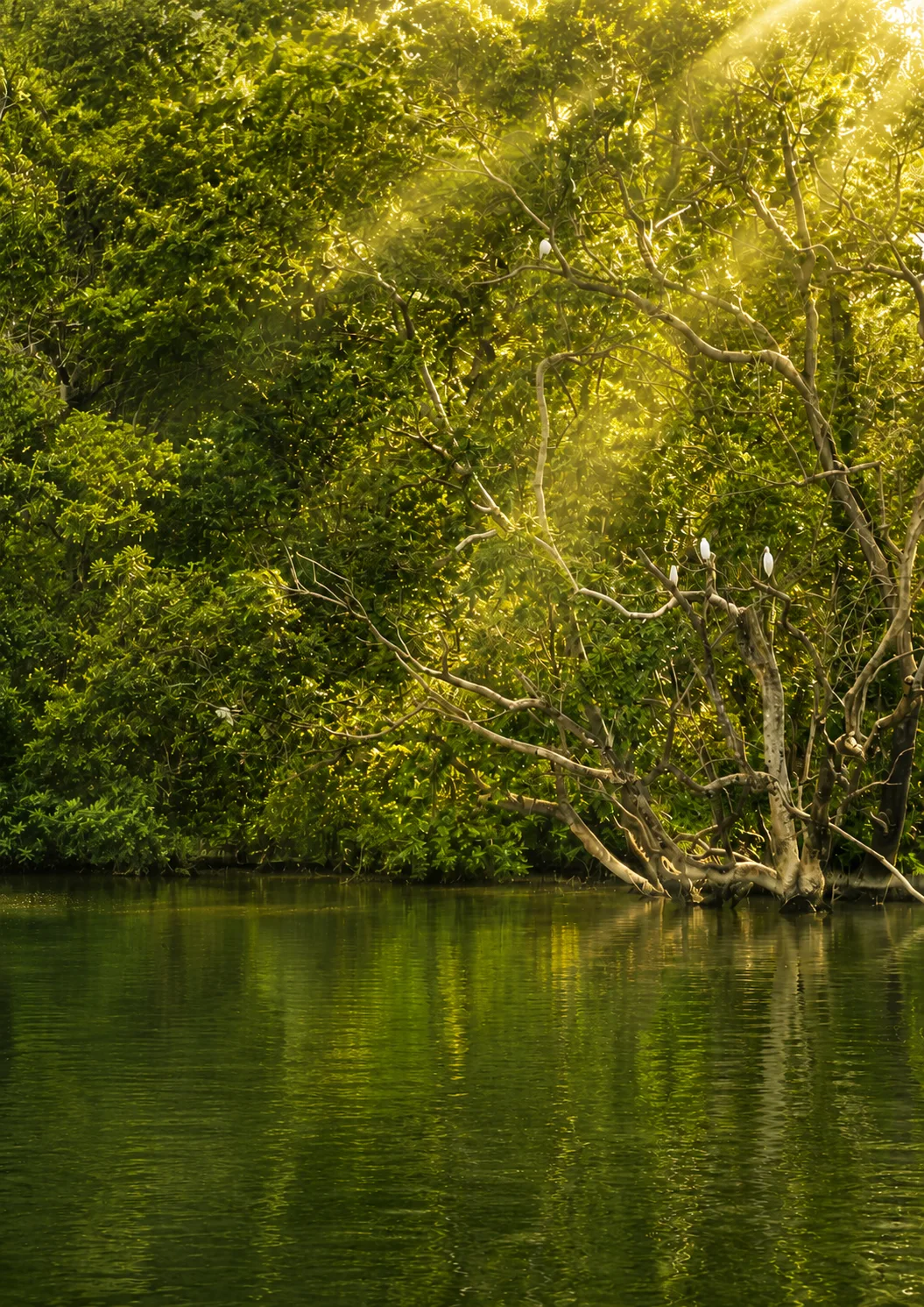 Integrated Mangrove–Peatland Ecosystem Conservation Project