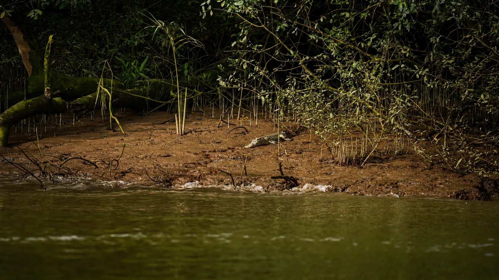 Integrated Mangrove–Peatland Ecosystem Conservation Project